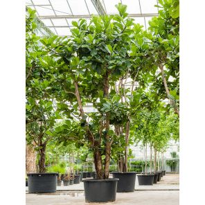 ficus-lyrata-branched-650-cm_56aae5_1.jpg