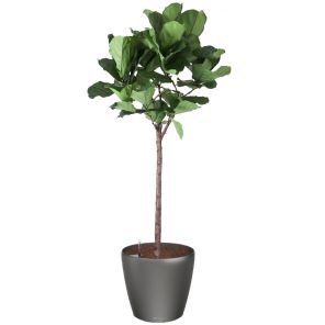 ficus-lyrata-classico-pot-antraciet_28e528.jpg