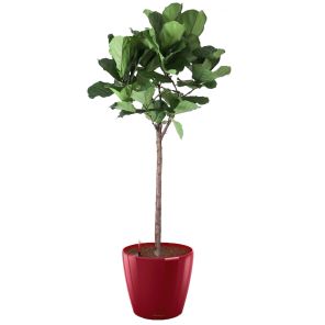 ficus-lyrata-classico-pot-rood_60e773.jpg