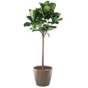 ficus-lyrata-classico-pot-taupe_a58b51.jpg