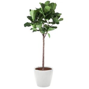 ficus-lyrata-classico-pot-wit_d89c56.jpg