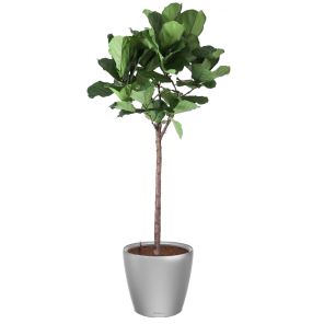 ficus-lyrata-classico-pot-zilver_8fd6ed.jpg