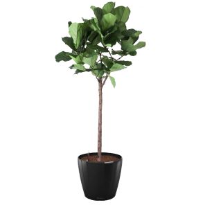 ficus-lyrata-classico-pot-zwart_250721.jpg