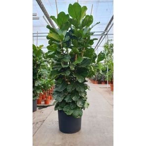 ficus-lyrata-straight-xxx_1.jpg