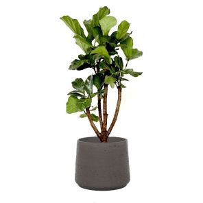 ficus-vertakt-chocolate-washed_9a9a8c.jpg