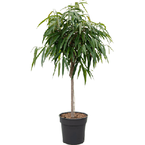 ficus alii op stam.png