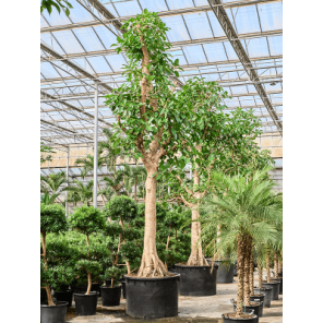 ficus altessima op stam.png