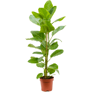Ficus altissima Yellow Gem.png