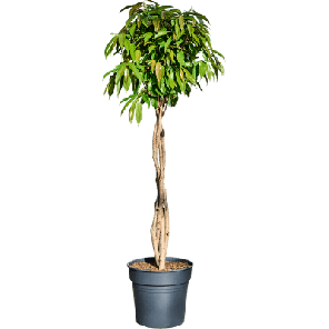 ficus amstel king gevlochten stam l.png