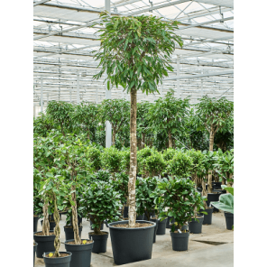 ficus amstel king op stam xxxl.png