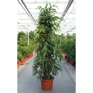 Ficus Amstel King xxL.png