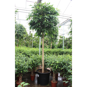 Ficus amstel king xxxxl (1).png