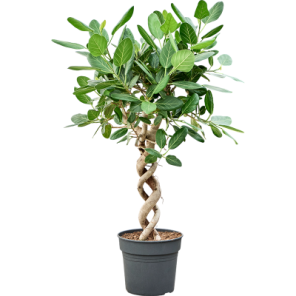 ficus audrey dubbel spiraal.png