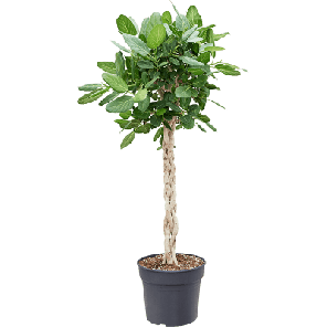 ficus audrey gevlochten stam.png