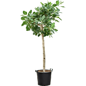 ficus audrey op stam xxxxl.png