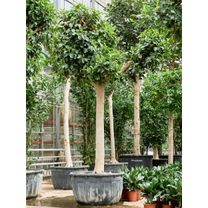 ficus australis l.png
