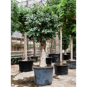 ficus australis s.png