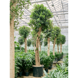 ficus australis xl.png