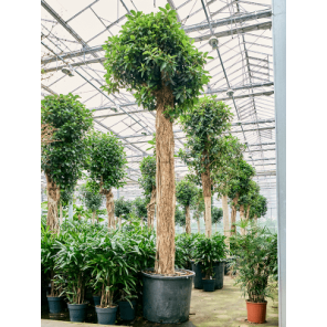ficus australis xxl.png