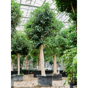 ficus australis xxxl.png