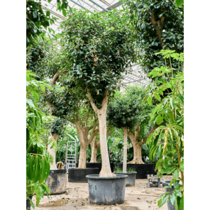 ficus australis xxxxl.png