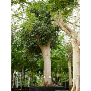 ficus australis xxxxxl.png
