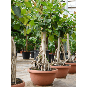 Ficus benghalensis op stam xl.png