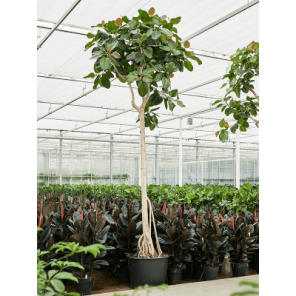 Ficus benghalensis op stam xxl.png