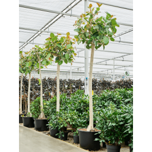 Ficus benghalensis op stam xxxl.png