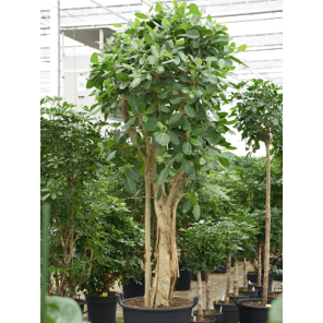 ficus benghalensis vertakt xxl.png