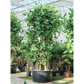 ficus benghalensis vertakt xxxxl.png