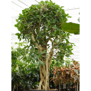 ficus benghalensis vertakt xxxxxl.png