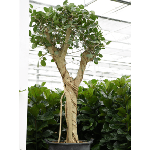 ficus benhalensis vertakt xxxl.png