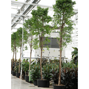 ficus benjamina columnar op stam xxxl.png