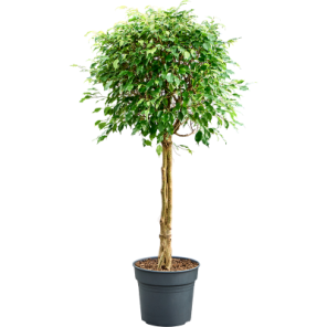 ficus benjamina exotica 3-stam.png