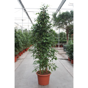 Ficus benjamina Exotica xxxl.png