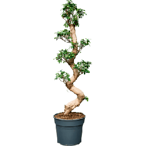 ficus bonsai l.png