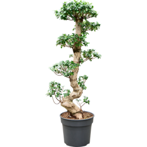 ficus bonsai ll.png