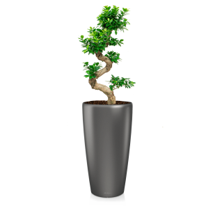 FIcus Bonsai Medium in Lechuza Rondo 32 - antraciet.png