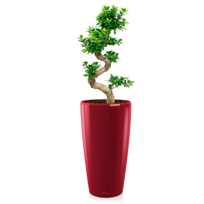 FIcus Bonsai Medium in Lechuza Rondo 32 - rood .png