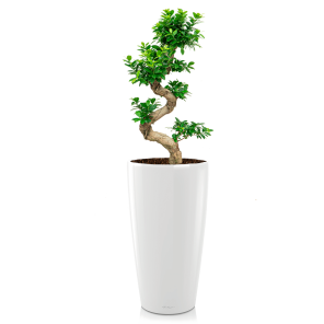 FIcus Bonsai Medium in Lechuza Rondo 32 - wit.png