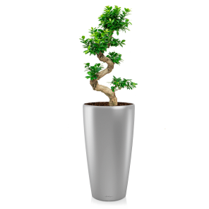 FIcus Bonsai Medium in Lechuza Rondo 32 - zilver.png