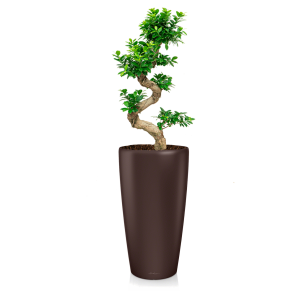 FIcus Bonsai Medium in Lechuza Rondo 32  - Espresso.png