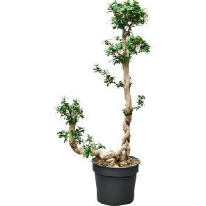 ficus bonsai xl.png