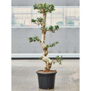 ficus bonsai xxl.png