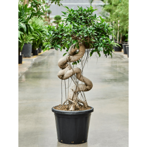 ficus bonsai xxxl.png