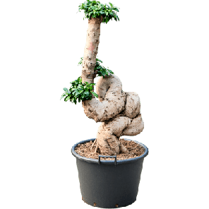 ficus bonsai xxxxl.png