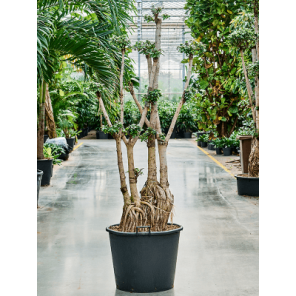 ficus bonsai xxxxxl.png