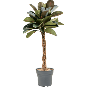 ficus burgundy gevlochten stam.png