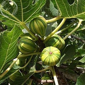 Ficus carica panachee.jpg